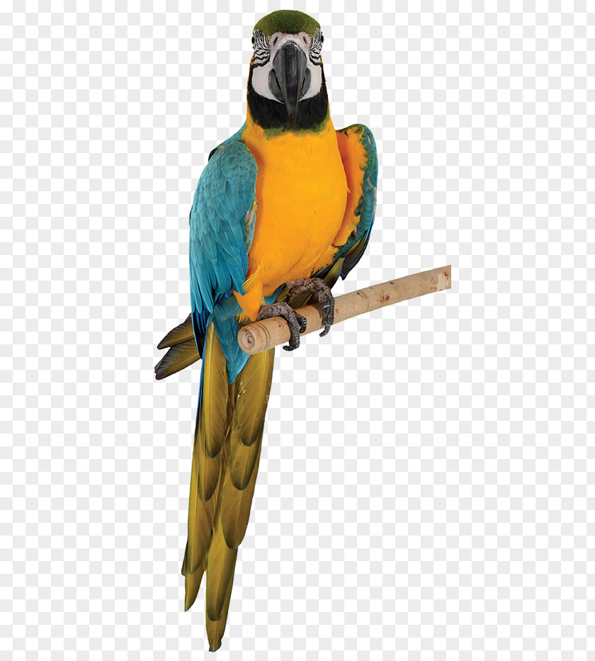 Parrot Budgerigar Blue-and-yellow Macaw Bird PNG