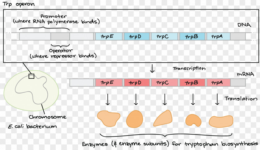 Trp Operon Lac Bacteria L-arabinose PNG