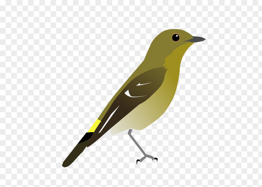 Yellow-rumped Flycatcher Ultramarine Eurasian Golden Oriole The Clements Checklist Of Birds World Common Nightingale PNG