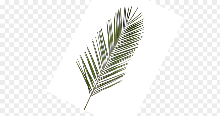 Areca Palm Line Leaf PNG