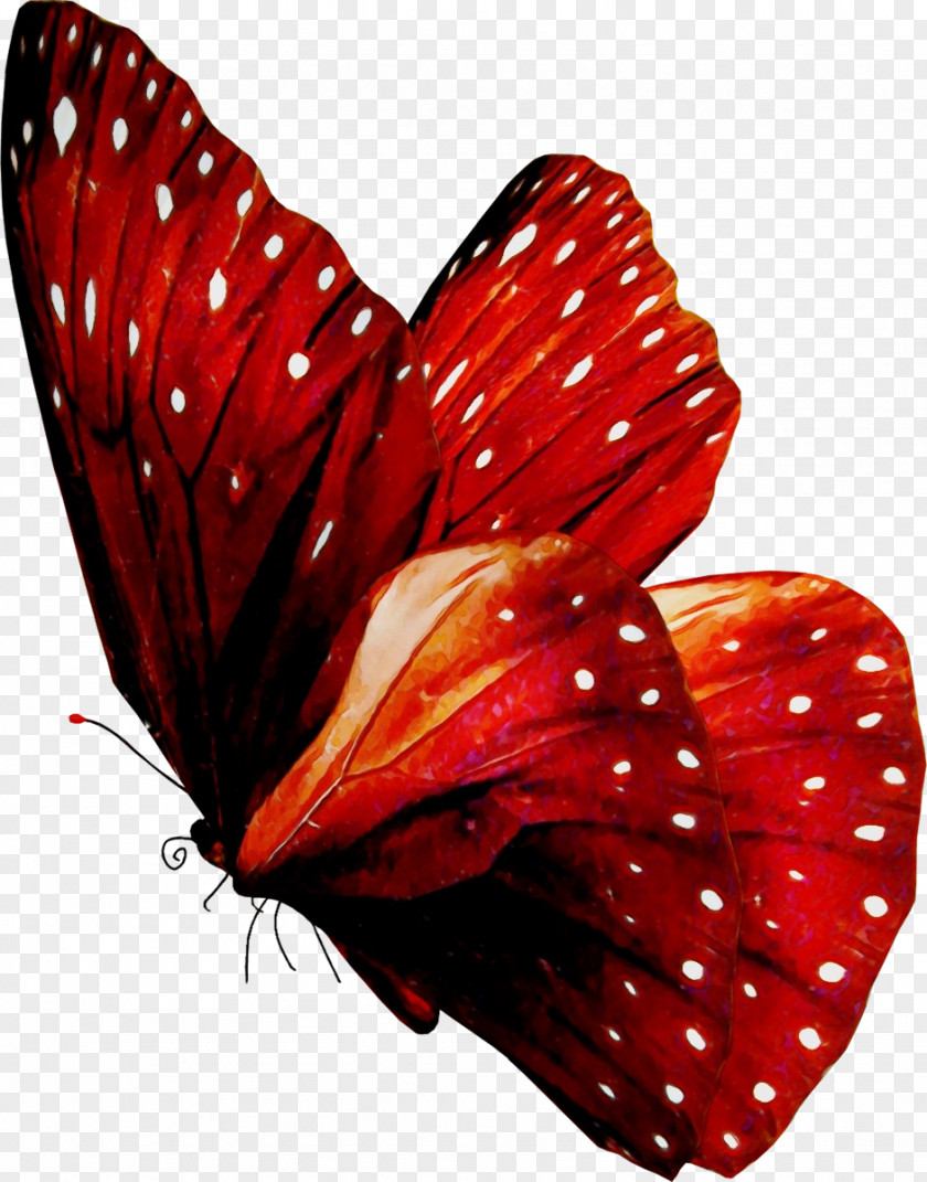 Butterfly Red Moths And Butterflies Insect Pollinator PNG