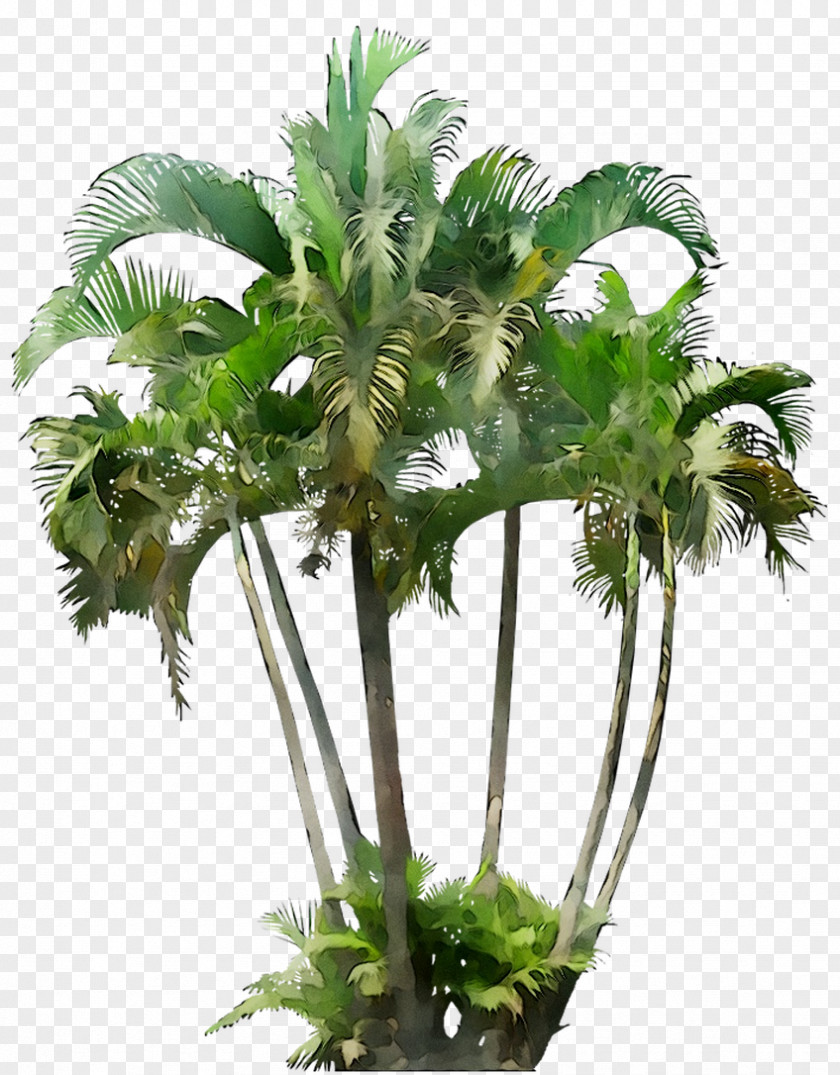 Howea Forsteriana Palm Trees Small Canary Island Date PNG