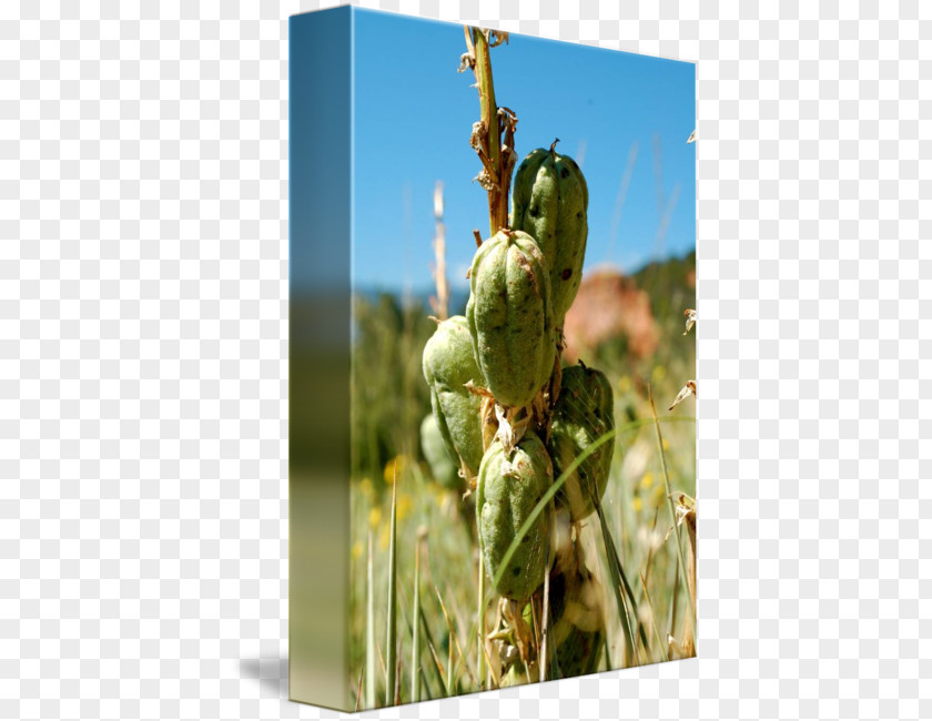Yucca Plant Barbary Fig Stem PNG