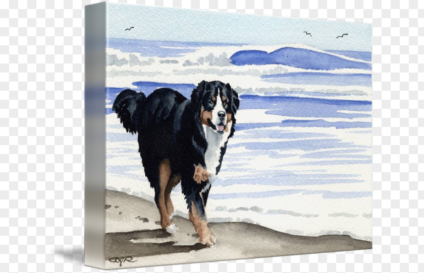 Bernese Mountain Dog Breed Gallery Wrap Art PNG