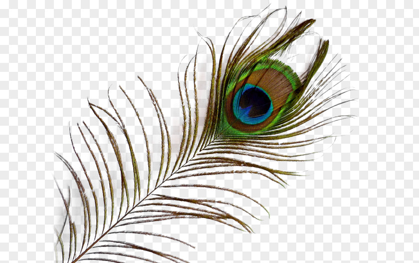 Bird Feather Clip Art PNG