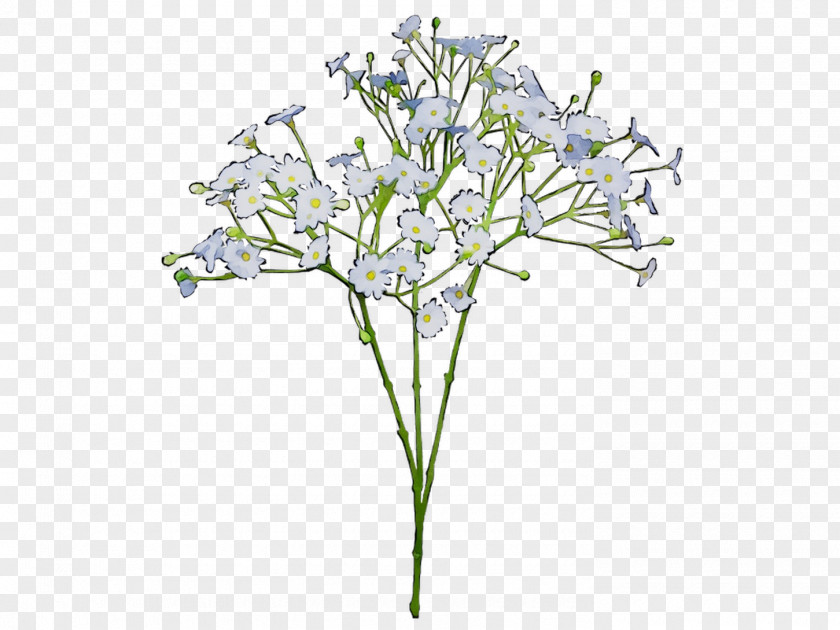 Common Baby's-breath Flower Bouquet Cut Flowers Green PNG