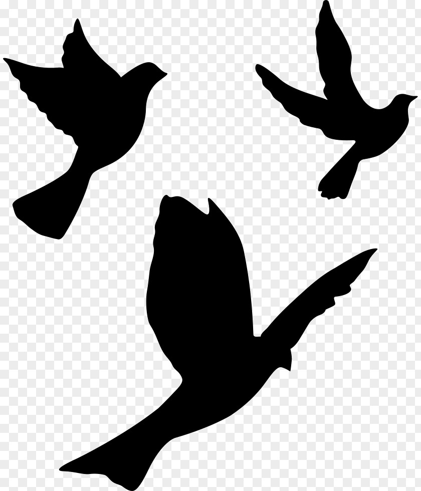 Ducks Geese And Swans Black White Wing PNG