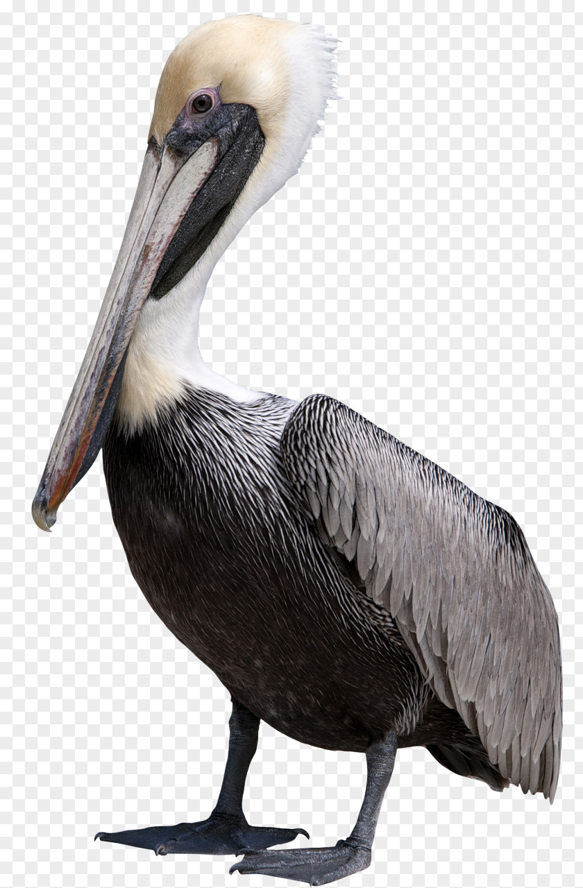Goose Bird Pelican Clip Art PNG
