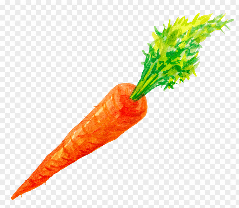 Hand-painted Carrots Carrot Vegetable PNG