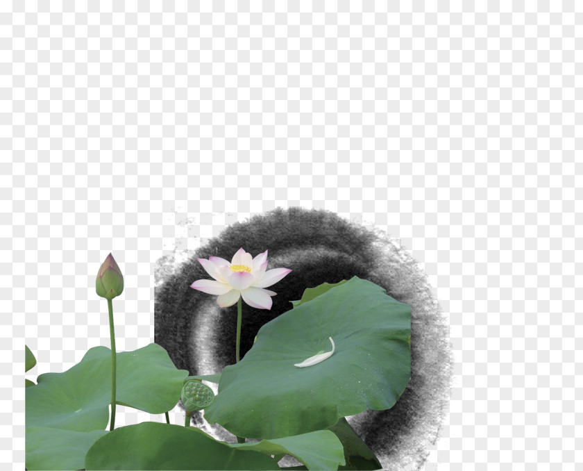 Ink Lotus Leaf Petal PNG