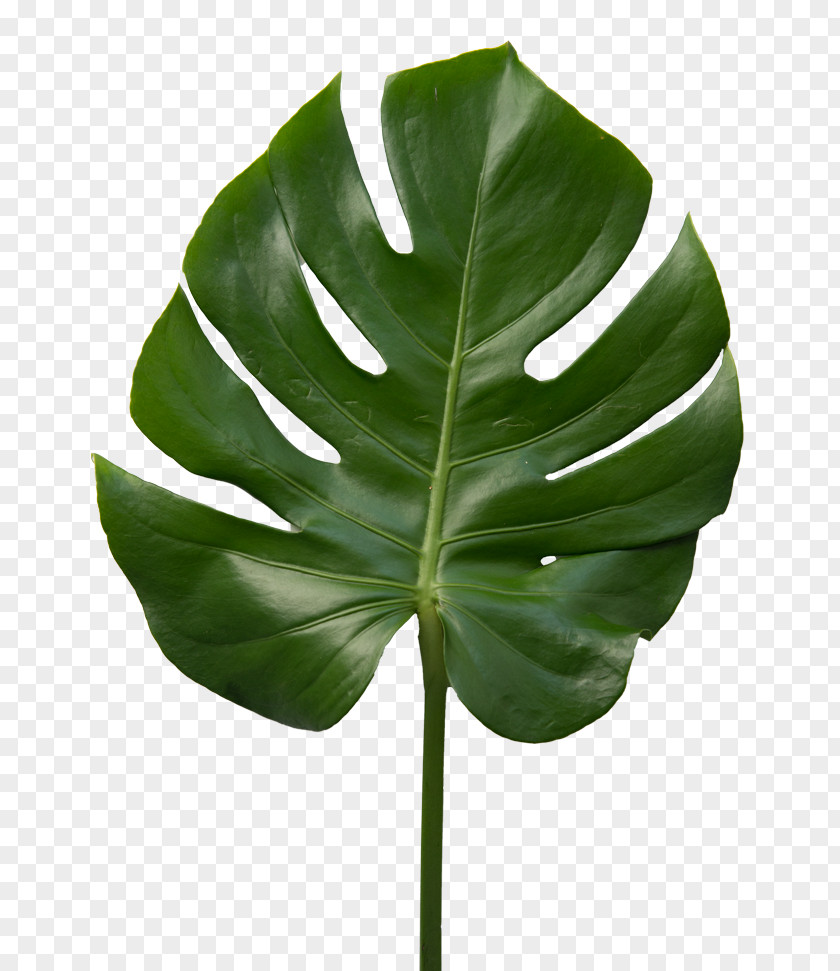 Justification Frame Leaf Plant Stem Plants PNG
