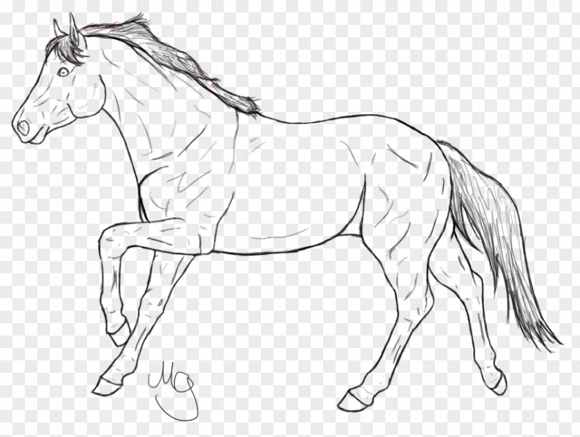 Mustang Line Art Mane Pony Stallion PNG