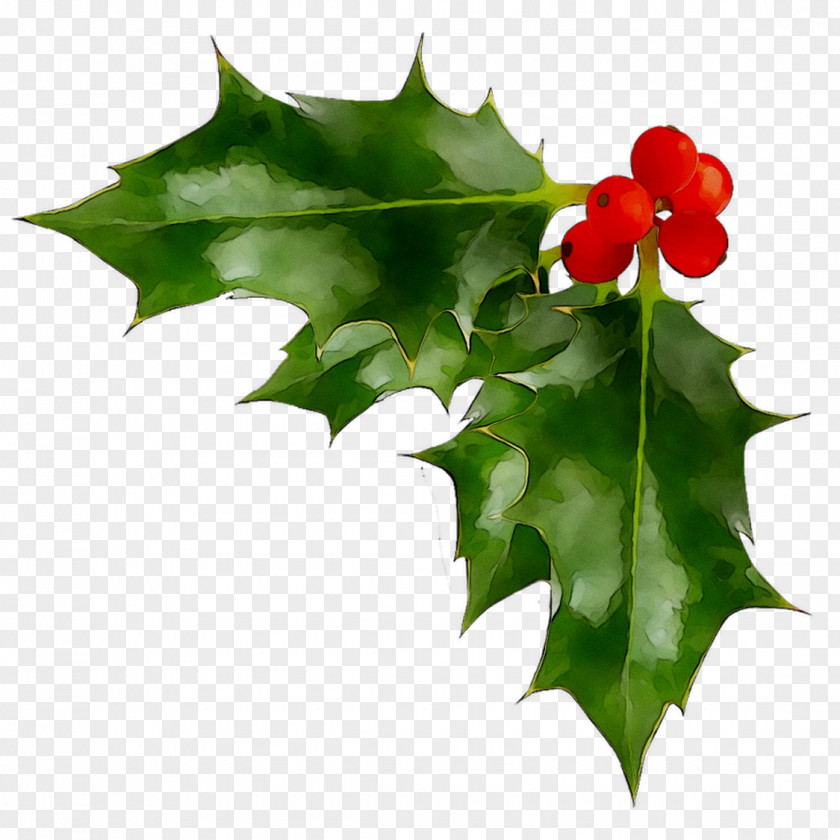 Stock Photography Clip Art Christmas Day Image Common Holly PNG