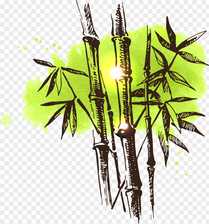 Vector Spot With Bamboo Drawing Watercolor Painting Illustration PNG