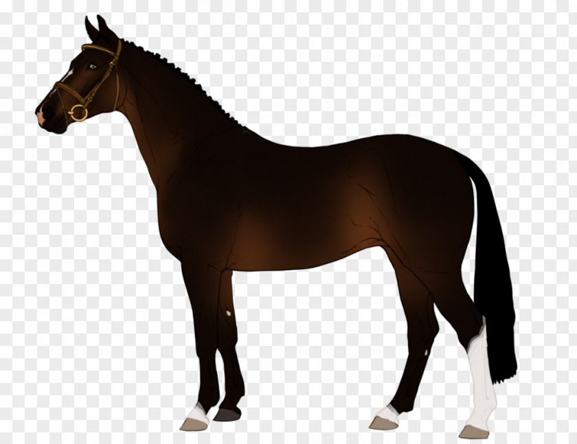 Design Drawing Stallion Arabian Horse Zazzle PNG