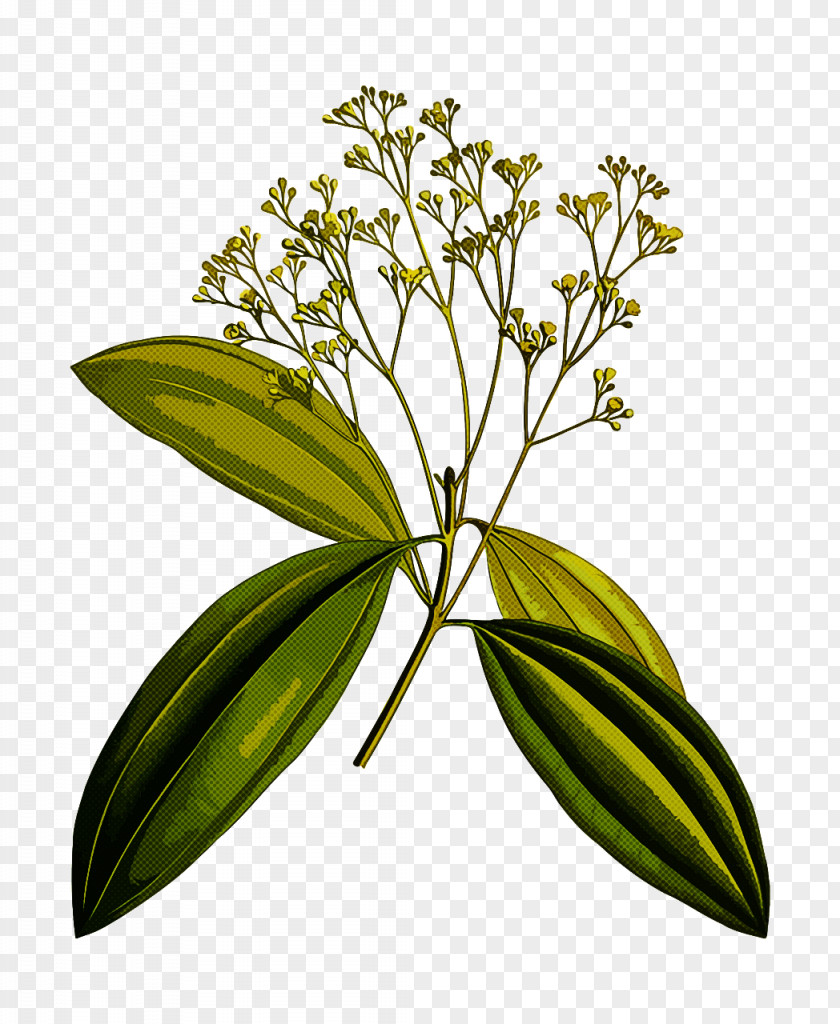Flower Plant Leaf Sweetscented Bedstraw Galium PNG