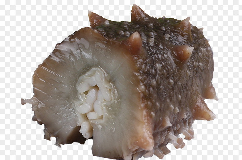 Food Cucumber Sea As Seafood Delicatessen PNG