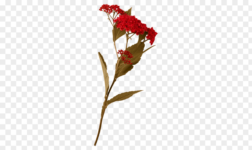 Leaf Floral Design Vegetable Cut Flowers PNG