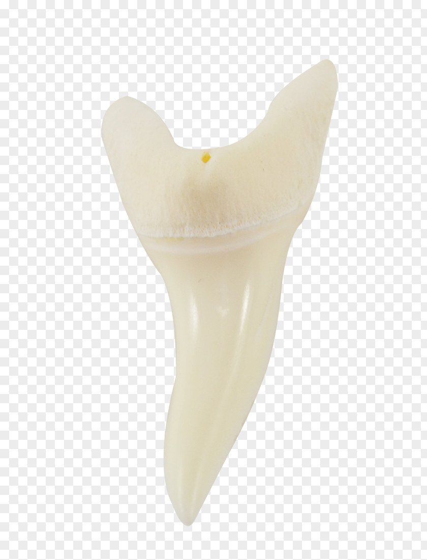 Painted Conch Human Tooth Product Design PNG