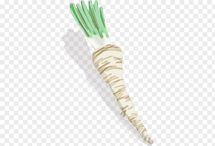 Radish Vegetable Daikon Parsnip Root PNG