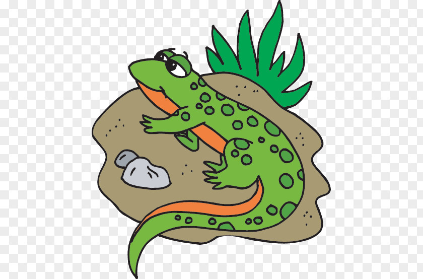 Salamander Toad Newt True Frog Clip Art PNG