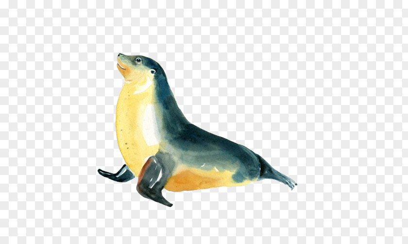 Seals Sell Meng Painted Image Sea Lion Earless Seal Creative Watercolor Painting PNG