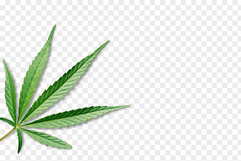 Cannabis Medical Leaf Hemp PNG