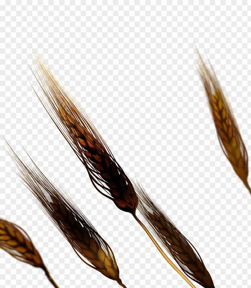 Charred Wheat Download PNG