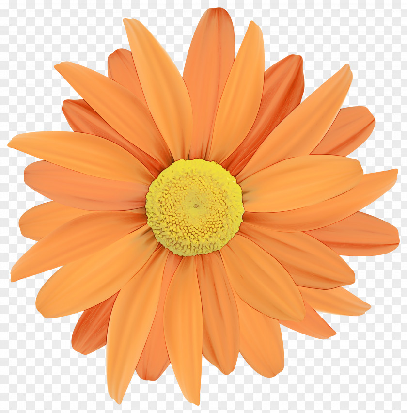 Cut Flowers Flowering Plant Orange PNG