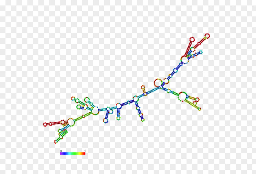 Messenger RNA Base Pair Transfer Post-transcriptional Modification PNG