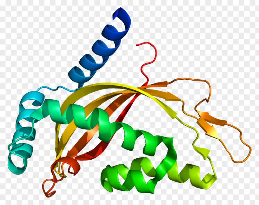 Axon Terminal TIMM44 Translocase Of The Inner Membrane Mitochondrion PNG