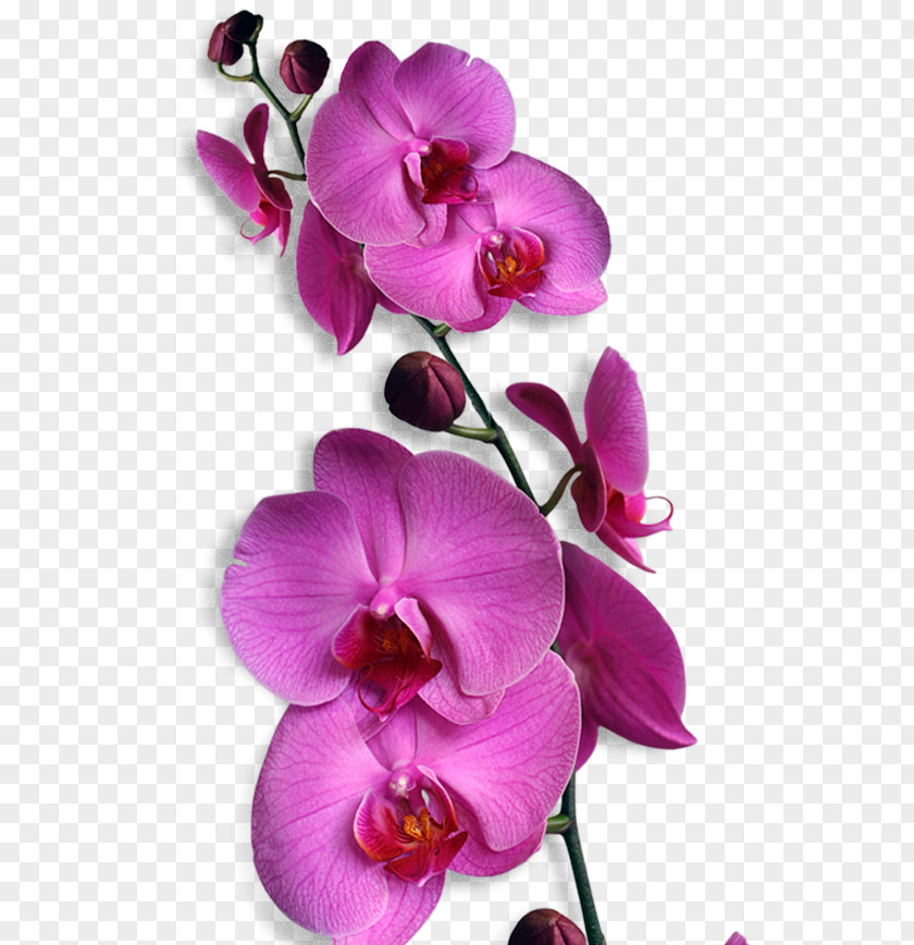 BUNGA Orchids Phalaenopsis Amabilis Flower Bunga Nasional Indonesia Clip Art PNG