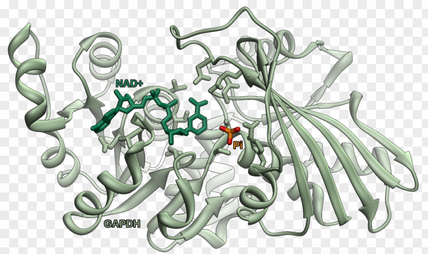 Chromosome Glyceraldehyde 3-phosphate Dehydrogenase Active Site Glycolysis Enzyme PNG