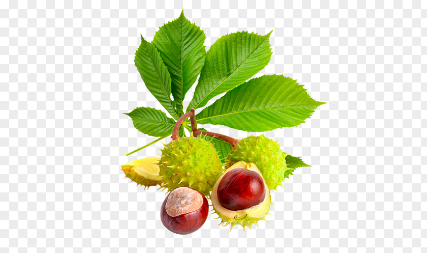 European Horse-chestnut Royalty-free Seed Tannin PNG