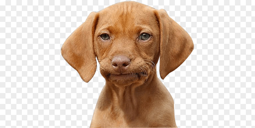 Expressive Dog PNG Dog, mahogany vizsla puppy clipart PNG