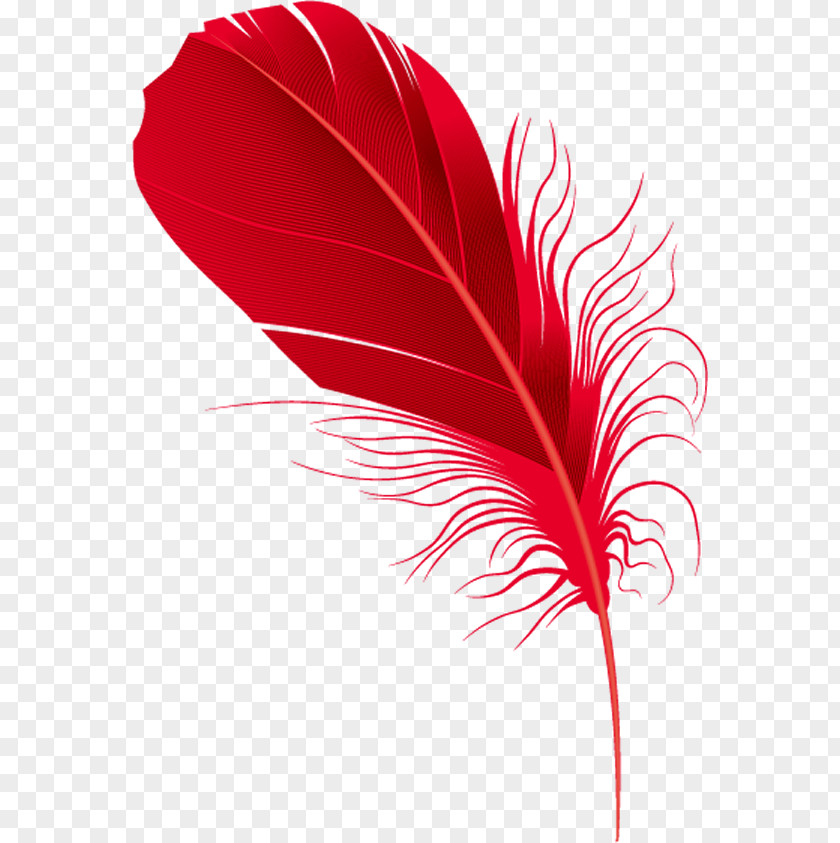 Feather Red Feather. PNG