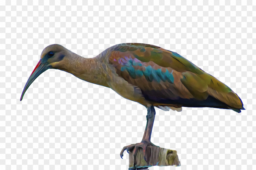 Ibis Crane Birds Stork Beak PNG