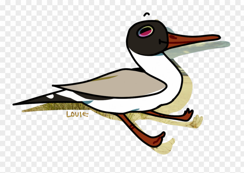 Laughing Gull Ducks, Geese And Swans Bird Beak Goose PNG
