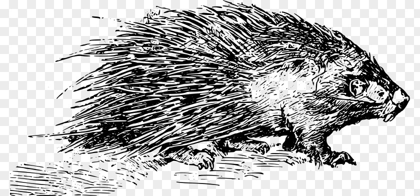 Porcupine Quill Beaver Domesticated Hedgehog Rodent Clip Art PNG