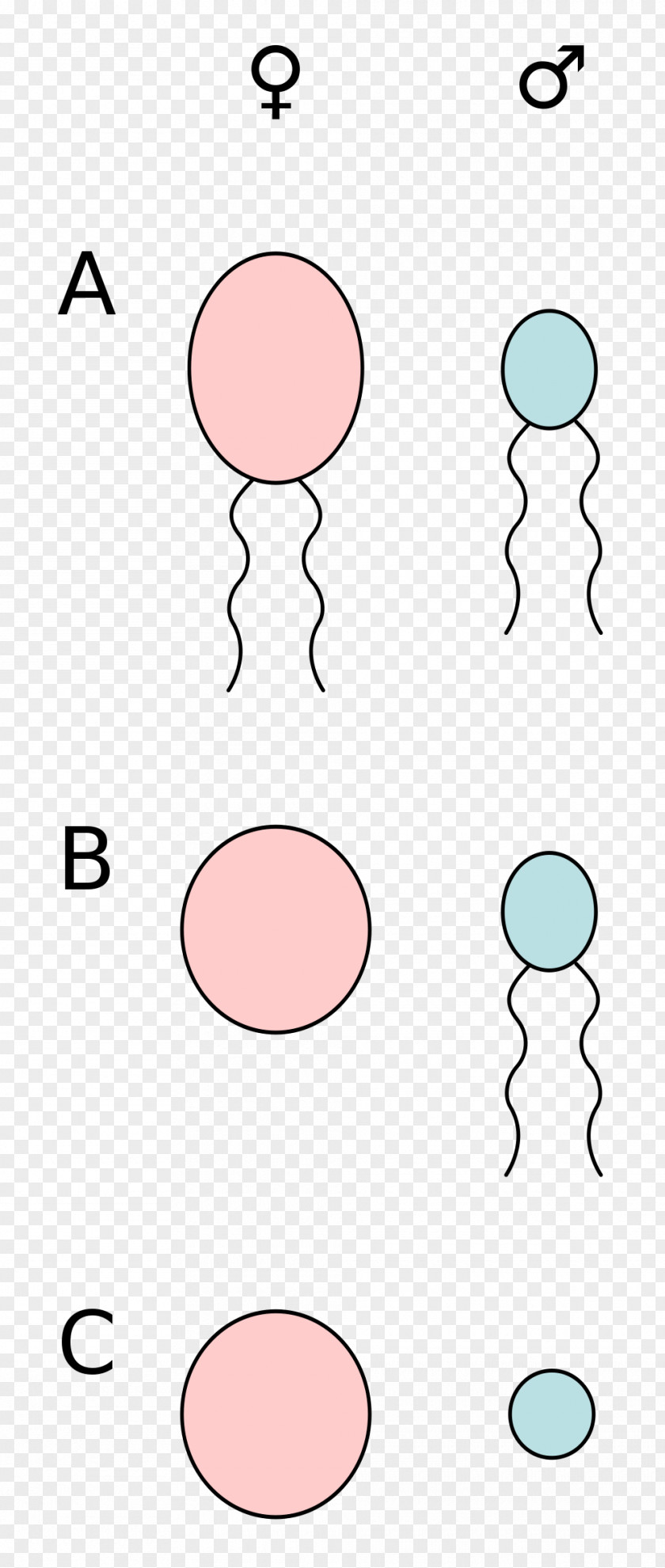 Anisogamy Oogamy Gamete Motility PNG