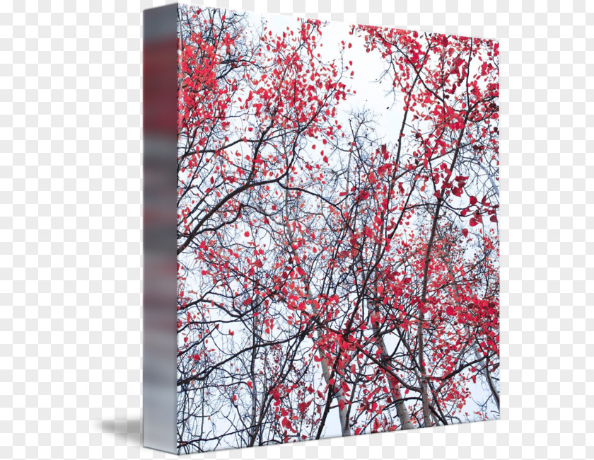 Canopy Tree Canvas Print Art Gallery Wrap Birch PNG