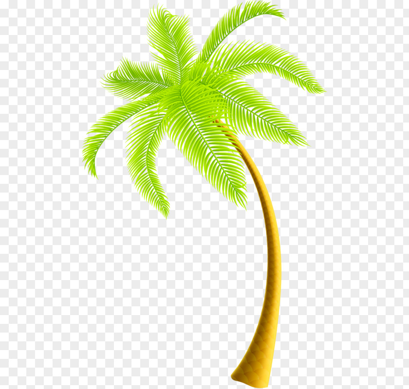 Coconut Tree Clip Art PNG