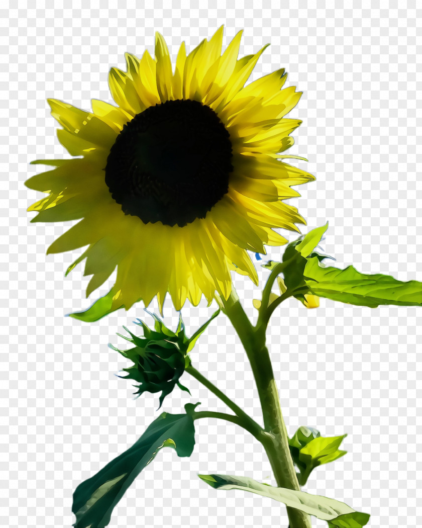 Cut Flowers Plant Stem Sunflower PNG