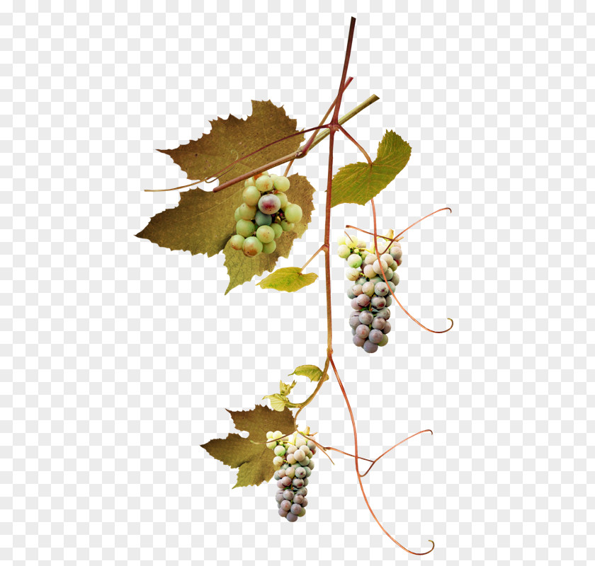 Grape Common Vine Leaves Leaf Branch PNG