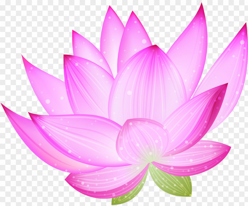 Wash Lotus Nelumbo Nucifera Clip Art PNG