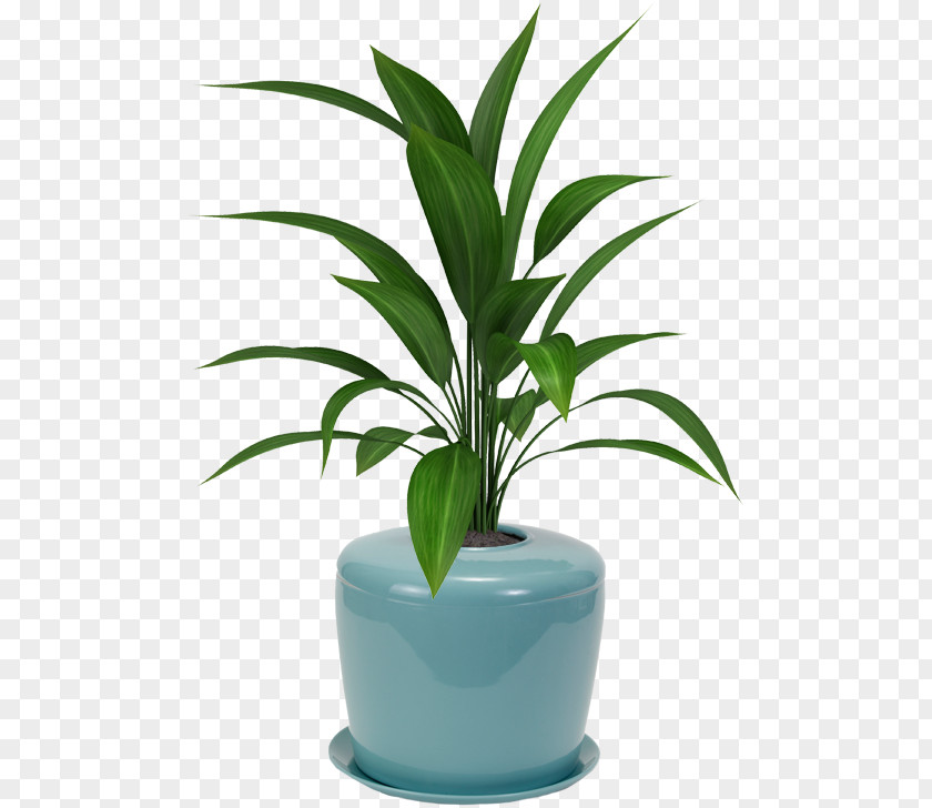 Bonsai Cultivation And Care Houseplant Flowerpot Viper's Bowstring Hemp Plants Palm Trees PNG