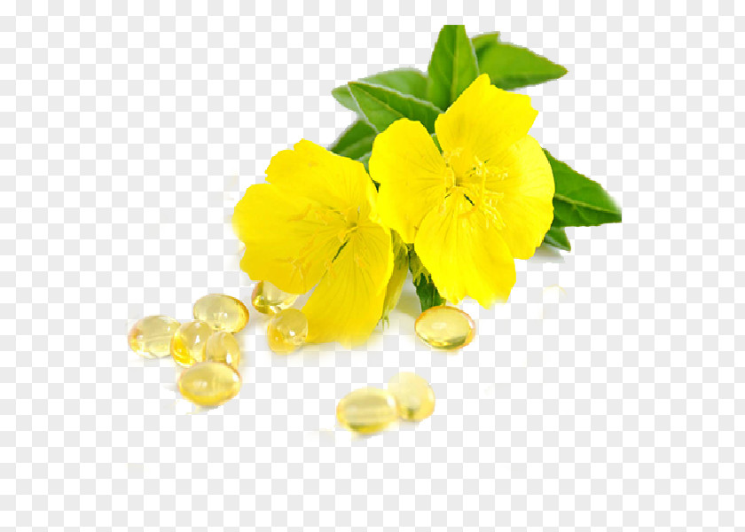 Borage Evening Primrose Common Evening-primrose Dietary Supplement Gamma-Linolenic Acid Health PNG