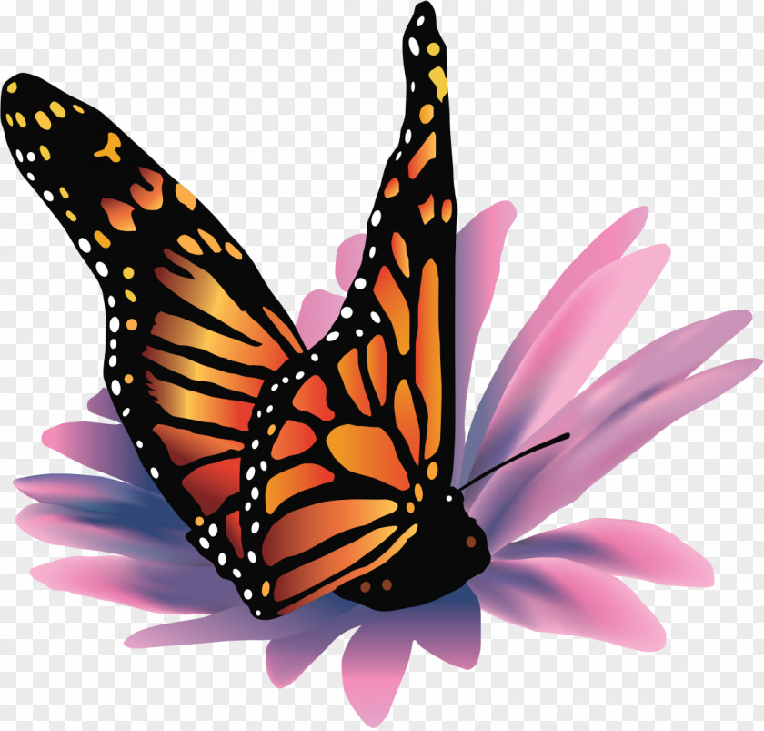 Butterfly Monarch Pieridae Brush-footed Butterflies Tiger Milkweed PNG