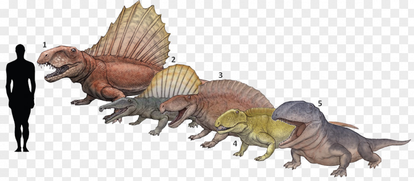 Dinosaur Ctenospondylus Dimetrodon Tyrannosaurus Ophiacodon Secodontosaurus PNG