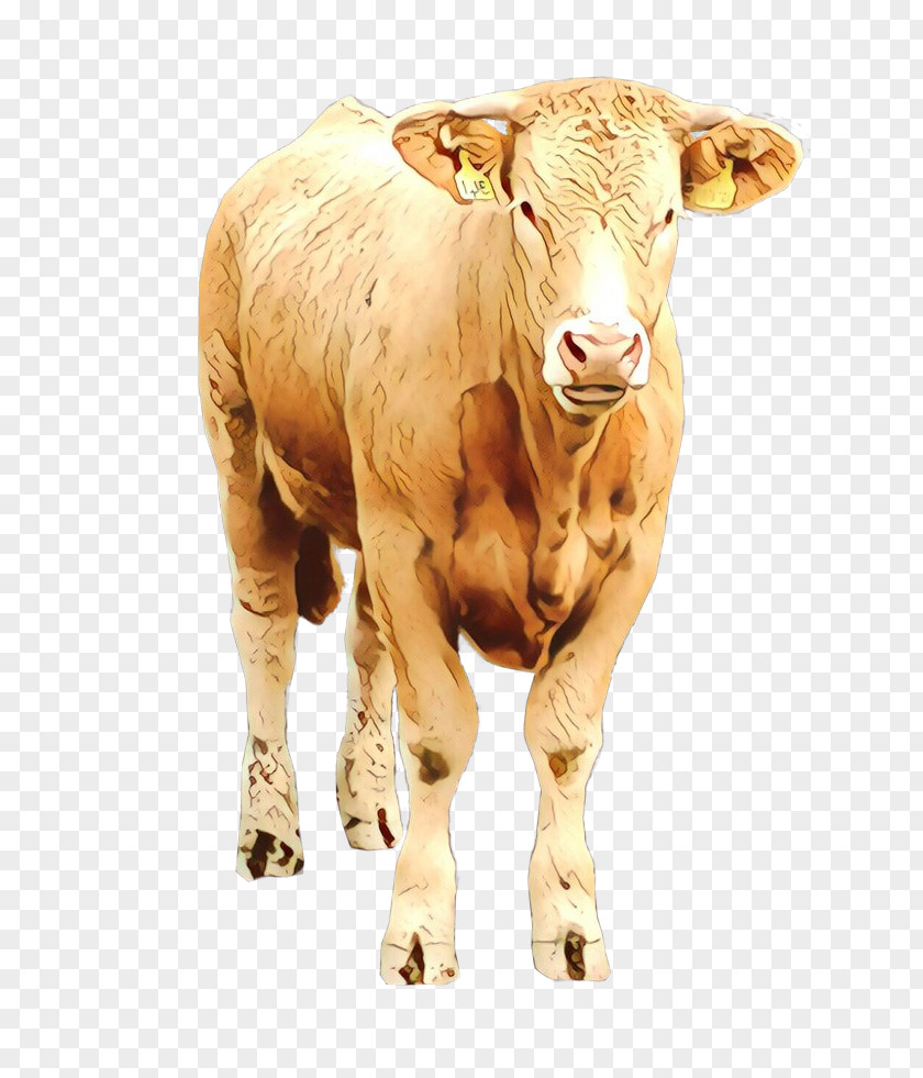 Fawn Bull Bovine Horn Calf Cow-goat Family Livestock PNG